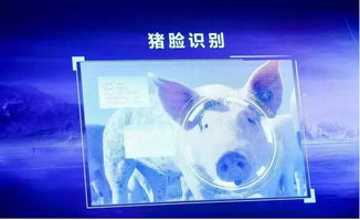 跨界風(fēng)云 馬云、劉強(qiáng)東為何在豬價(jià)暴漲之際“卷”入養(yǎng)豬大業(yè)？